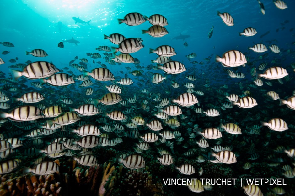 Convict surgeonfish (*Acanthurus triostegus*). Thousand of surgeonfish come bimonthly for spawning in the outcoming current. It's very hard to stay here and take pictures because the current is very strong.