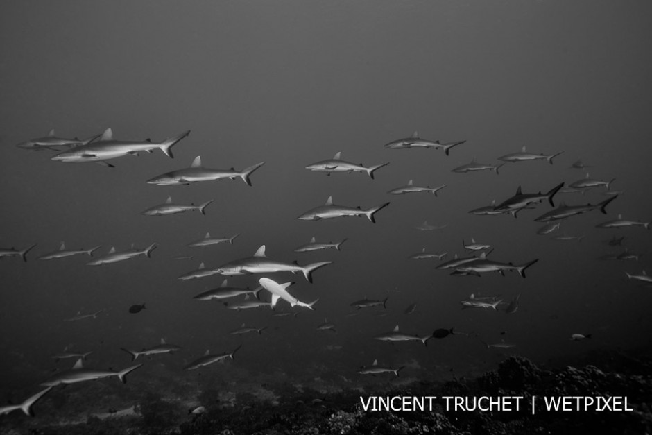 Grey reef shark (*Carcharhinus amblyrhinchos*). Hundreds of sharks swim against the current in the south pass of Fakarava when the current come into the lagon.