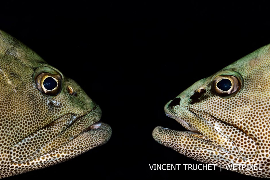 Camouflage grouper (*Epinephelus polyphekadion*). 2 groupers in a face to face provocation during the grouper aggregation.