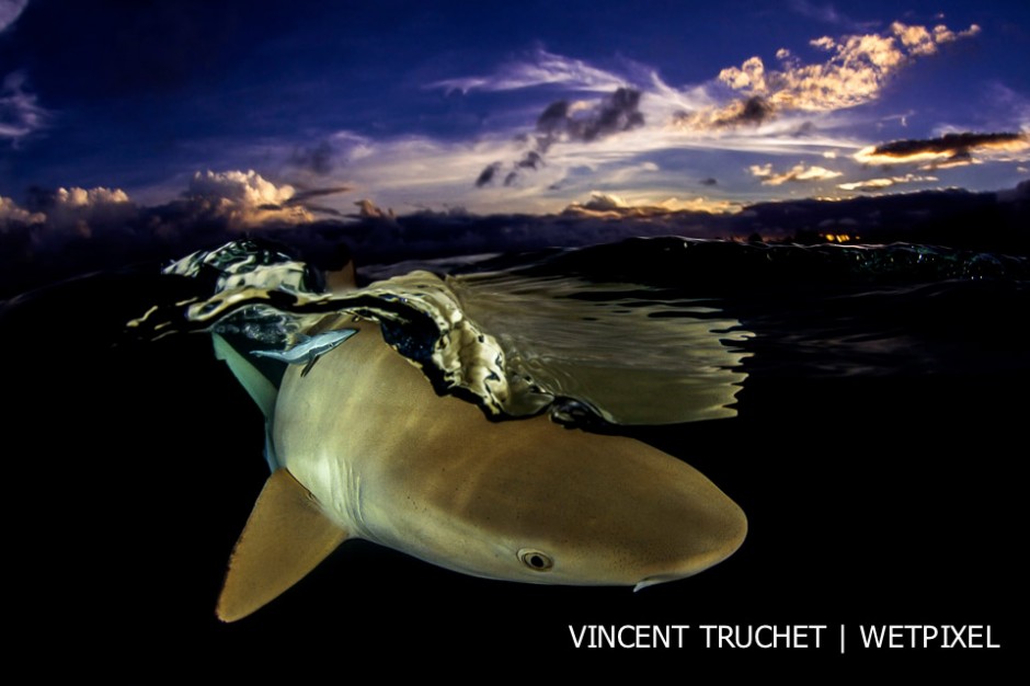 Blacktip shark (*Carcharhinus melanopterus*). I took this picture while snorkeling. At sunset the sharks come closer than during the day.