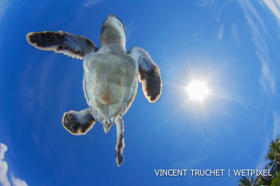 Green sea turtle (*Chelonia mydas*). This turtle had just came out of the nest and entered the water. I had put the lens of my camera just below the turtle.