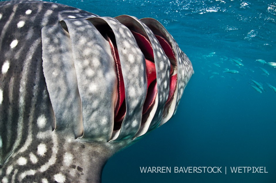 Work Those Gills – In a stationary position a whale shark flaps its gills in an attempt to consume the small cloud of plankton.