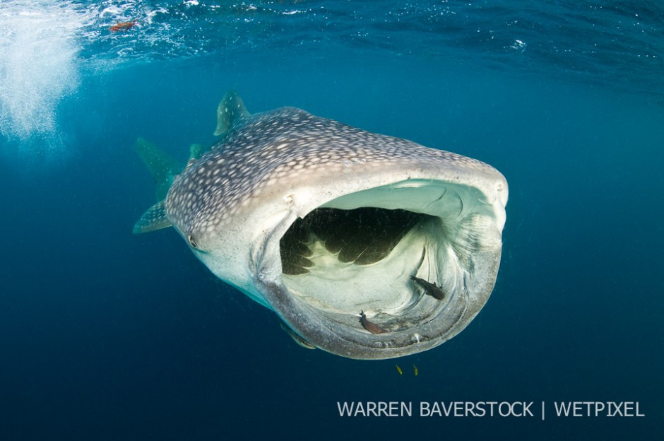 Finding The Arrow Worm – Finally clouds of arrow worm start to appear and as they do, the sharks swim a little faster.
