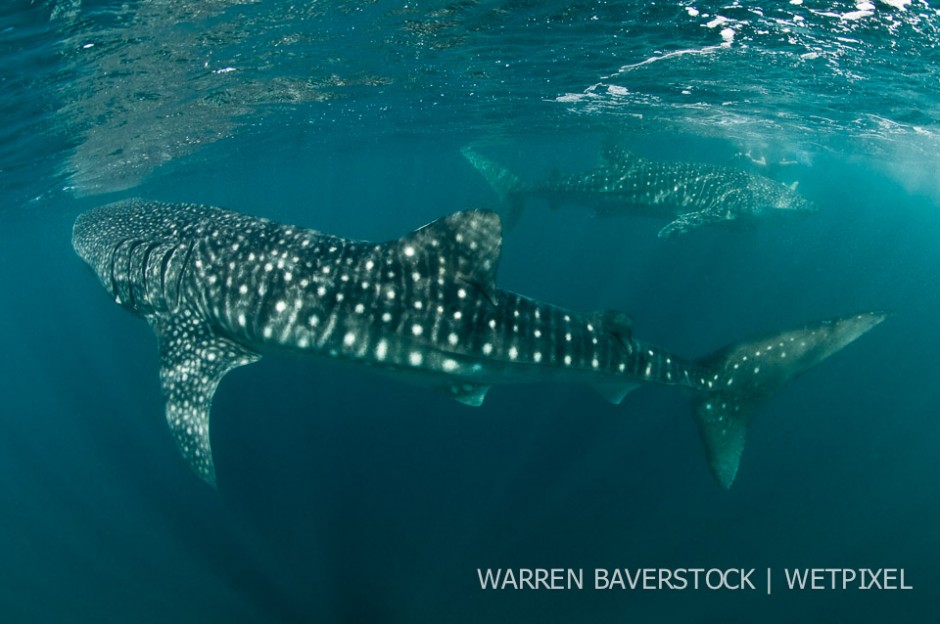 Mid-Day Shark Excitement – as more food comes to the surface, more sharks arrive to feed.