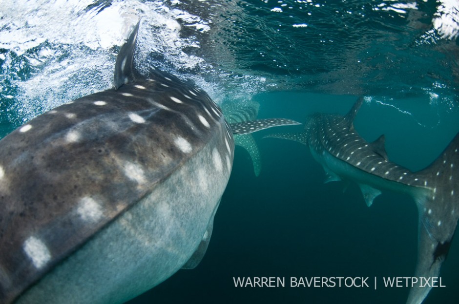 Busy Traffic in the Afternoon – as the wind picks up in the afternoon, the current brings more food to the surface and with it, even more sharks.