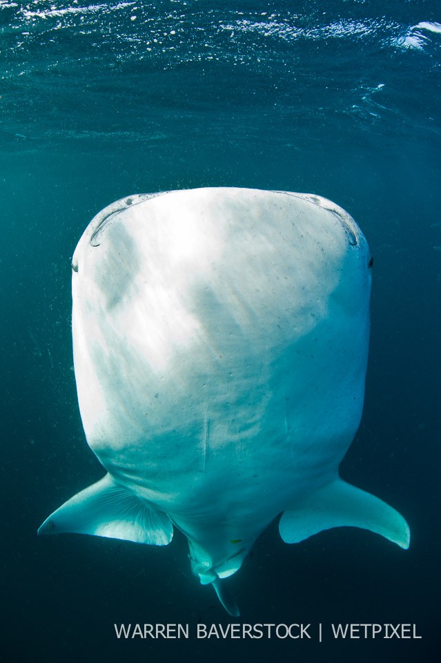 Vertical Feeding Approach – as the water becomes saturated with arrow worms, the sharks stop swimming fast and instead vertical feed.