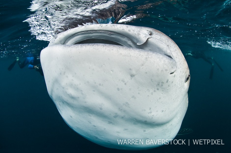 Surface Gulper – whilst in the vertical position the sharks simply gulps just beneath the surface to consume the cloud of food.