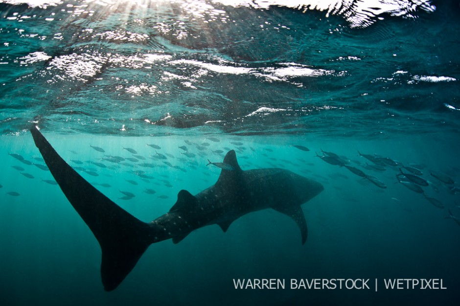 Whale Shark Action – as the sun slowly starts to get lower in the sky, so the wind picks up dispersing the food concentrations at the surface and so the sharks return to ram feeding before sunset.