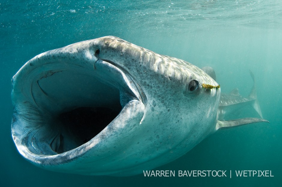 Hook Eye – one of the regulars seen one year was this shark that had caught itself on some fishing line.