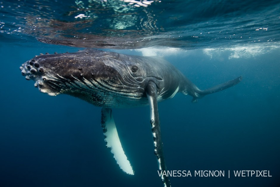 2. Humpbacks have a knobbly head, humped dorsal fin, and long pectoral fins, which can reach up to 1/3 of their total body length.