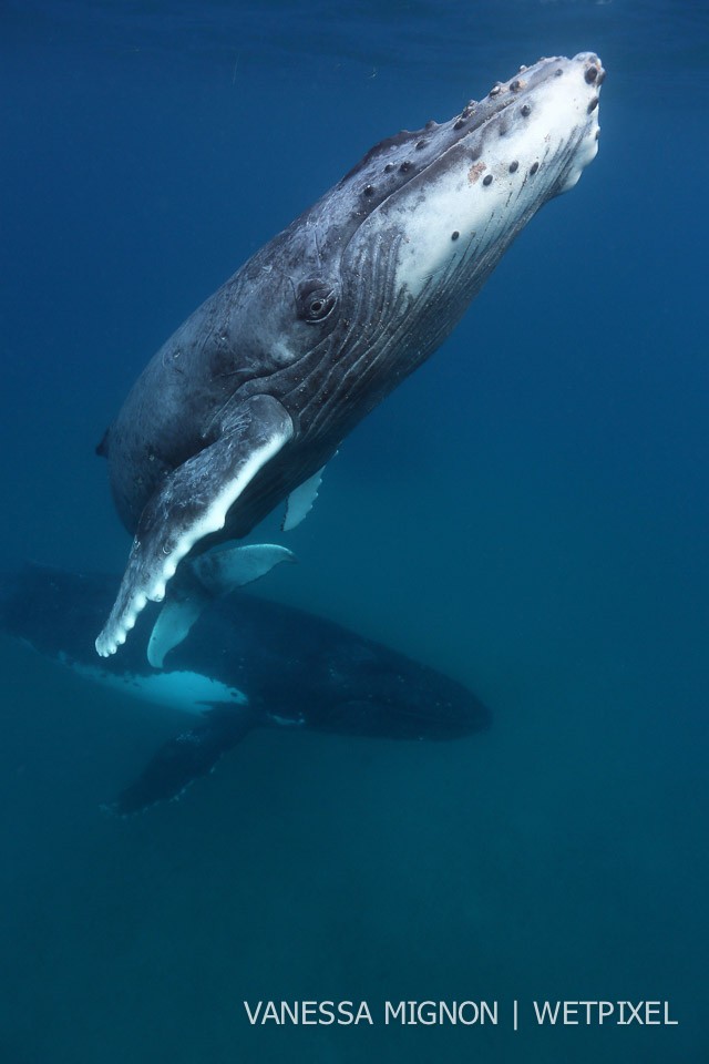 5. Spending several days on the water looking for whales usually maximises chances of observing various behaviours and encountering receptive whales. Patience and a slow approach usually lead to relaxed and close encounters.
