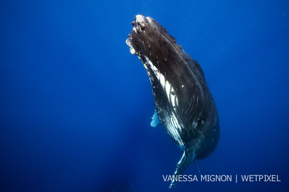 7. Humpback whales are very aware of their space, size and surroundings. In this picture, an adult ascended right below us, watching us. As it was getting very close, it rolled slightly on its side to avoid us and swam away.