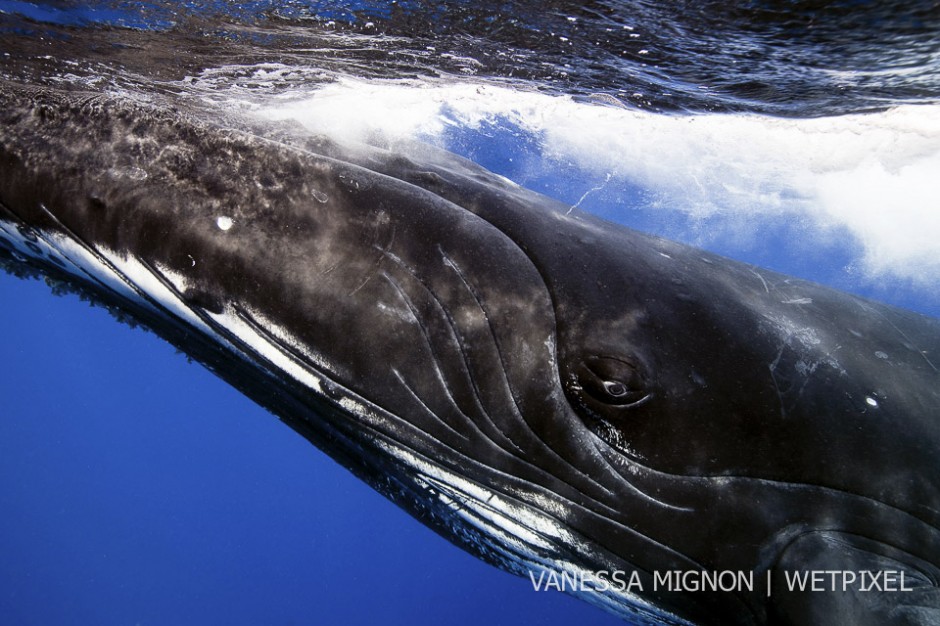 8. I cannot think of words strong enough to describe how overwhelming it is to look into the eye of a whale and know that it is looking back at you.