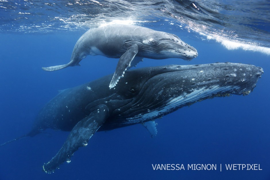 9. Whenever I am in the water with humpback whales, I feel a high level of consciousness and acknowledgement on their part. They often make eye contact with us and I am left wondering who is watching whom.