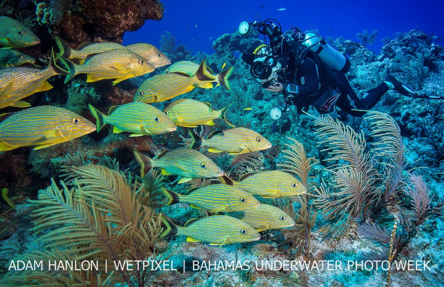 Alex Mustard hard at work capturing a school of blue-striped grunts (*Haemulon sciurus*). San Salvador Island, Bahamas. 