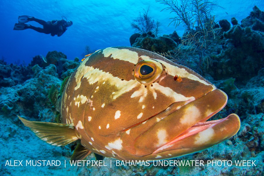 A friendly A friendly Nassau grouper (*Epinephelus striatus*) is watched by a diver on a coral reef. San Salvador island, Bahamas. Bahamas Sea, Tropical West Atlantic Ocean. is watched by a diver on a coral reef. San Salvador Island, 