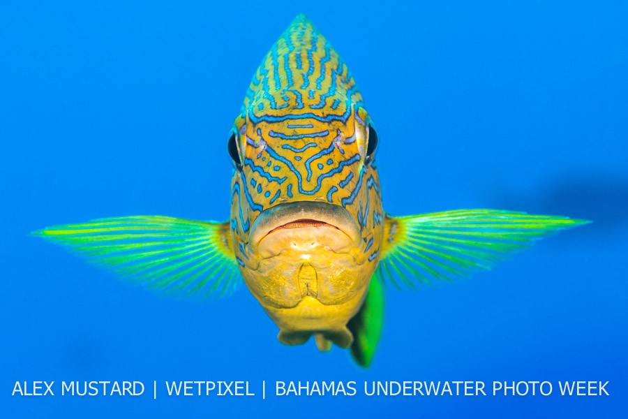 A portrait of a blue-striped grunt (*Haemulon sciurus*). San Salvador island, Bahamas. 