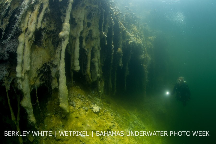 Diver surveying the fragile algal formations on Cousteau's Blue Hole, Andros, Bahamas.