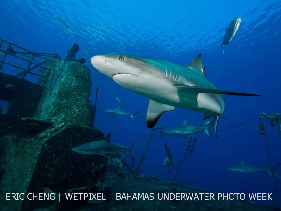 Caribbean reef sharks (*Carcharhinus perezi*) on the Ray of Hope wreck, New Providence, Bahamas.