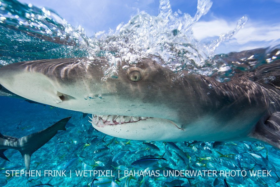 Sharks on the West End, Grand Bahama.