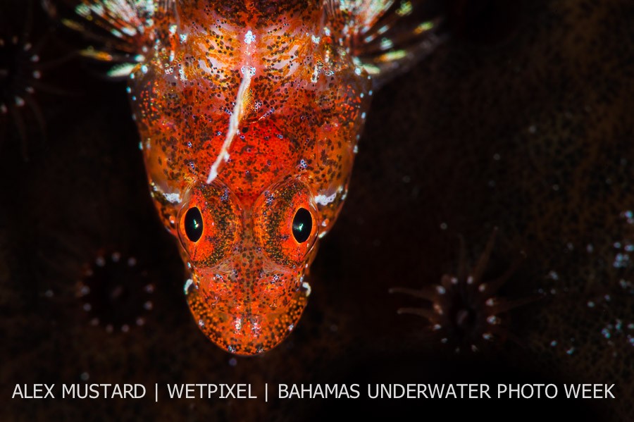 A portrait of a lofty triple fin (*Enneanectes altivelis*) on coral reef drop off. San Salvador Island, Bahamas. 