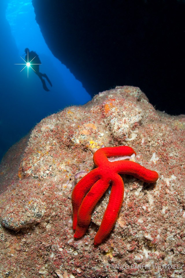 Scuba diver on the blue cave entry and purple sea star, (*Ophidiaster ophidianus*), Gruta Azul dive site, eastern coast of Santa Maria Island, Azores, Portugal, Atlantic Ocean.