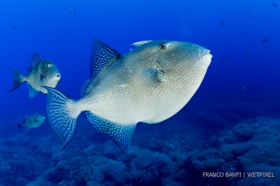 Grey triggerfish, (*Balistes capriscus*), Santa Maria Island, Azores, Portugal, Atlantic Ocean.