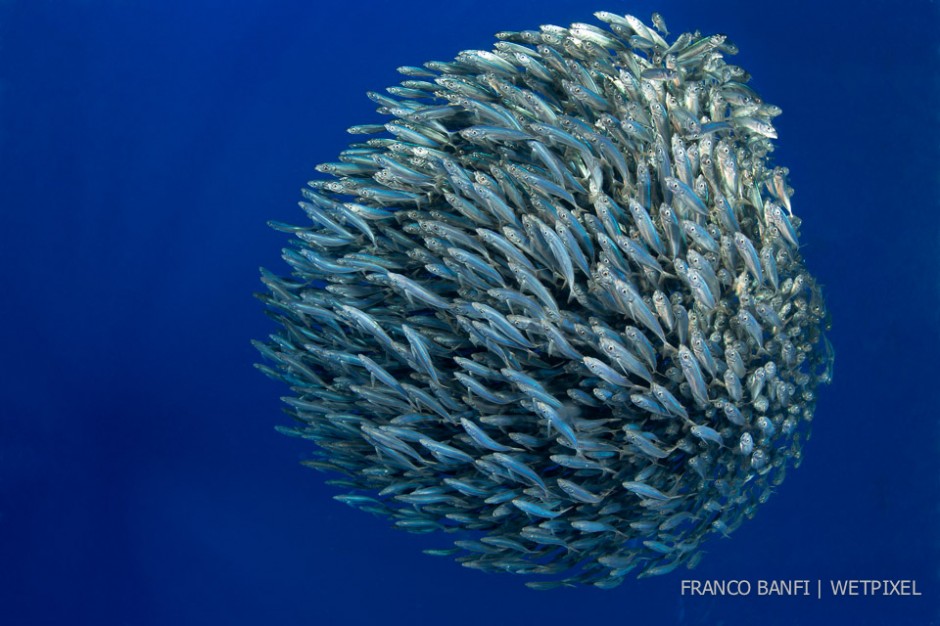 Hunting blue jack mackerel, (*Trachurus picturatus*). The mackerel have formed a bait ball, a defensive manoeuvre performed by schooling fish that makes it harder for the predators to pick out individuals. Formigas Islet dive site, 27 miles northeast