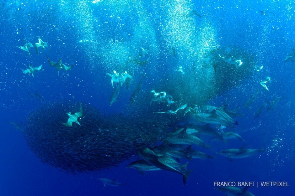 Cory's shearwaters, (*Calonectris diomedea*) or the "Cagarros"  as they are called here in the Azores, diving among a mass of shoaling fish and feeding Atlantic spotted dolphins, (*Stenella frontalis*), Formigas Islet, Santa Maria Isla