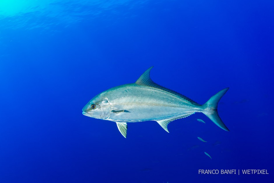 Greater amberjack, (*Seriola dumerili*), Santa Maria Island, Azores.