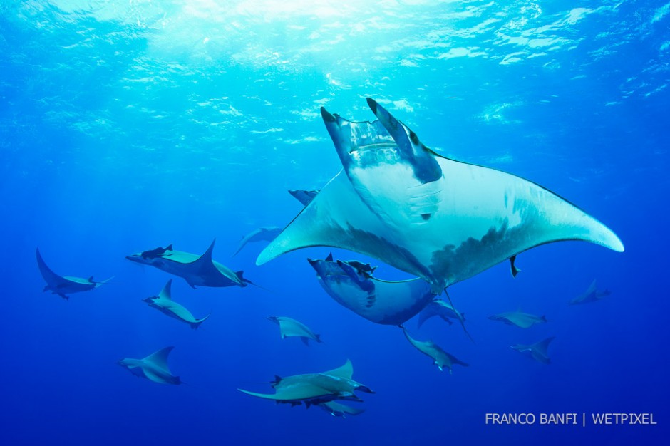 Shoal of Chilean devil ray, (*Mobula tarapacana*), Ambrosio dive site , 3 miles away from Santa Maria Island, Azores, Portugal.