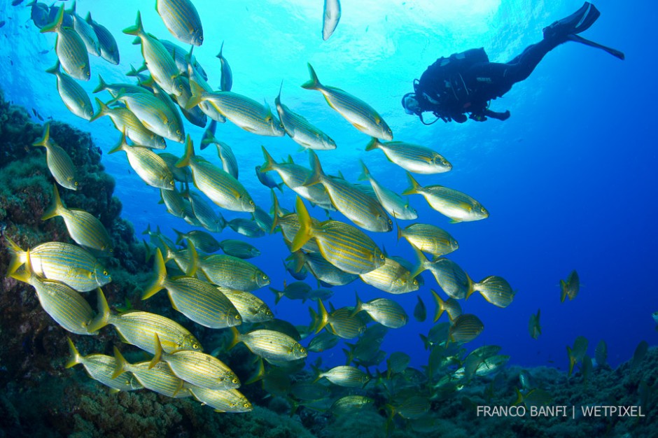 Scuba diver and school of Salemas, (*Sarpa salpas*), Formigas Islet dive site, 27 miles northeast of Santa Maria Island, Azores.