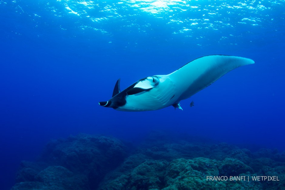 Giant Manta Ray, (*Manta birostris*), Formigas Islet dive site, 27 miles northeast of Santa Maria Island, Azores.