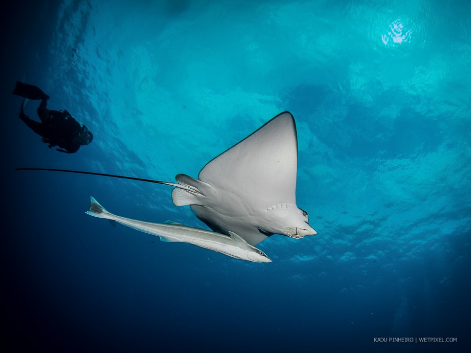 Spotted eagle ray (*Aetobatus narinari*) with its fellow traveling remora (*Echeneis naucrates*).