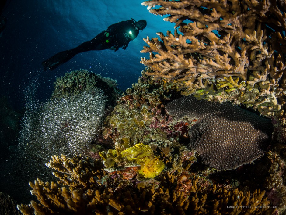 Leaf scorpionfish (*Taenianotus triacanthus*)