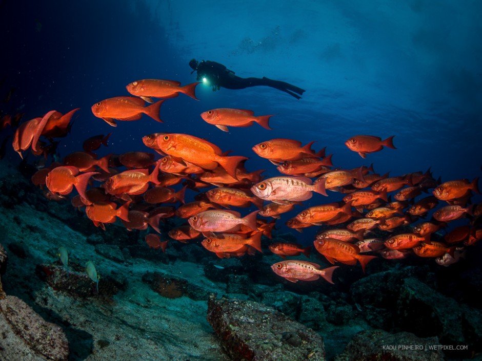 Dive model with a group of crescent-tail bigeye (*Priacanthus hamrur*). 