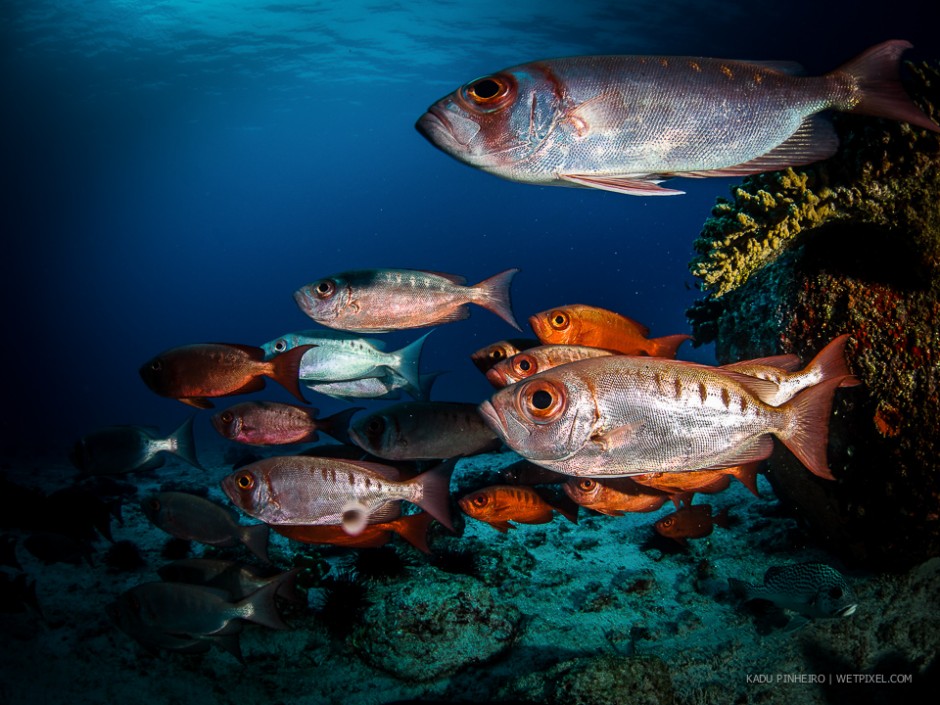 Crescent-tail bigeye (*Priacanthus hamrur) can rapidly change colour, becoming partly or fully silver. They also sometime adopt a barred patterning. 