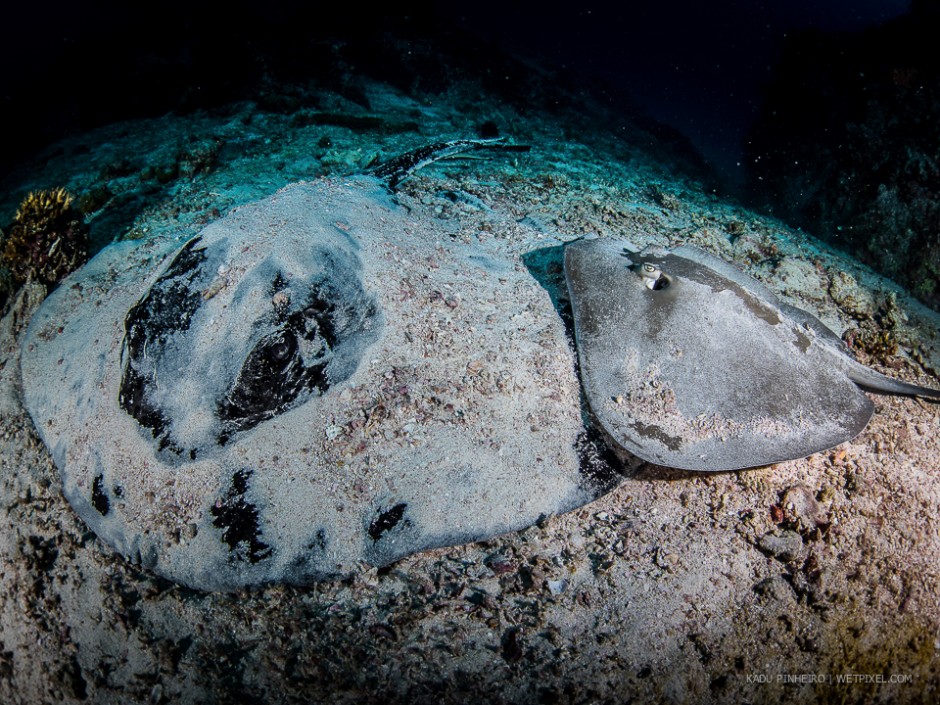 Black-spotted (*Taeniura meyeni*) and cow tailed (*Pastinachus sephen*) stingrays.