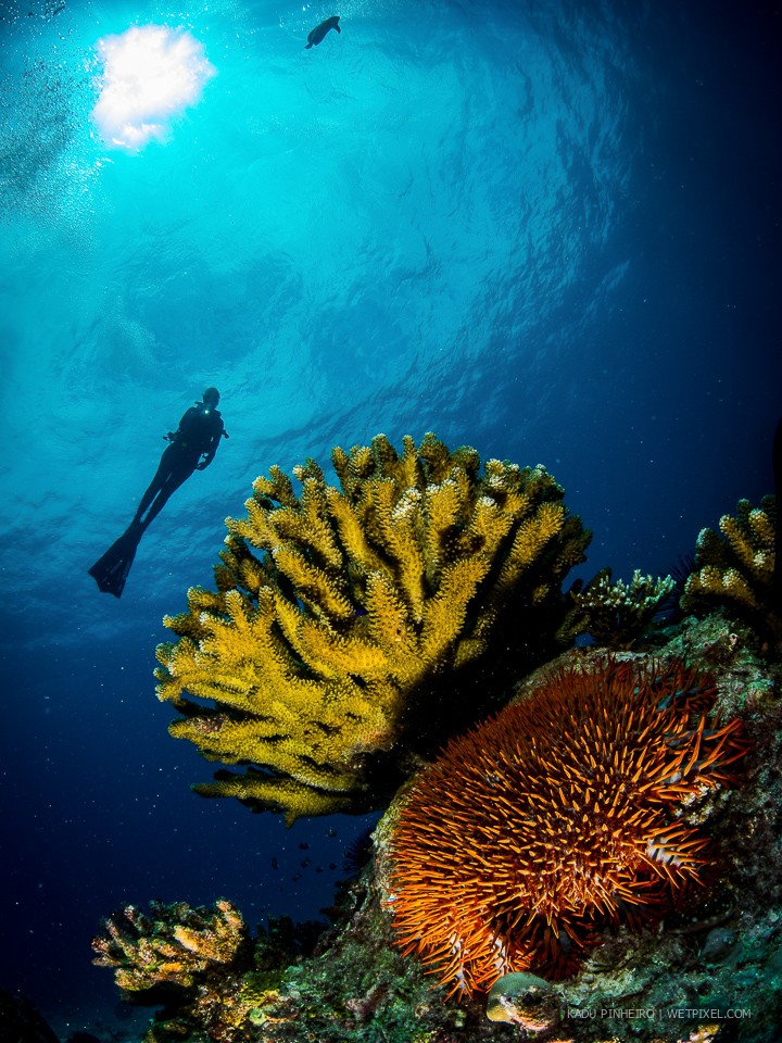 Model with corals.