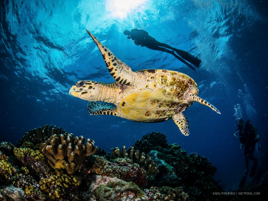 Hawksbill turtle (*Eretmochelys imbricata*) and diver.