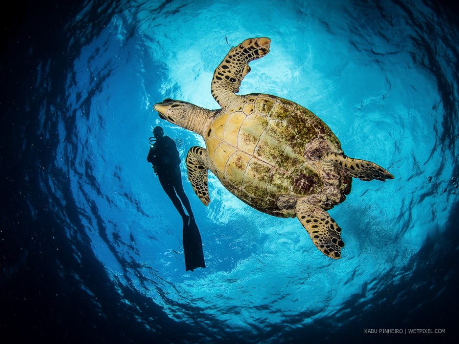 Hawksbill turtle (*Eretmochelys imbricata*) and diver in Snell's window.