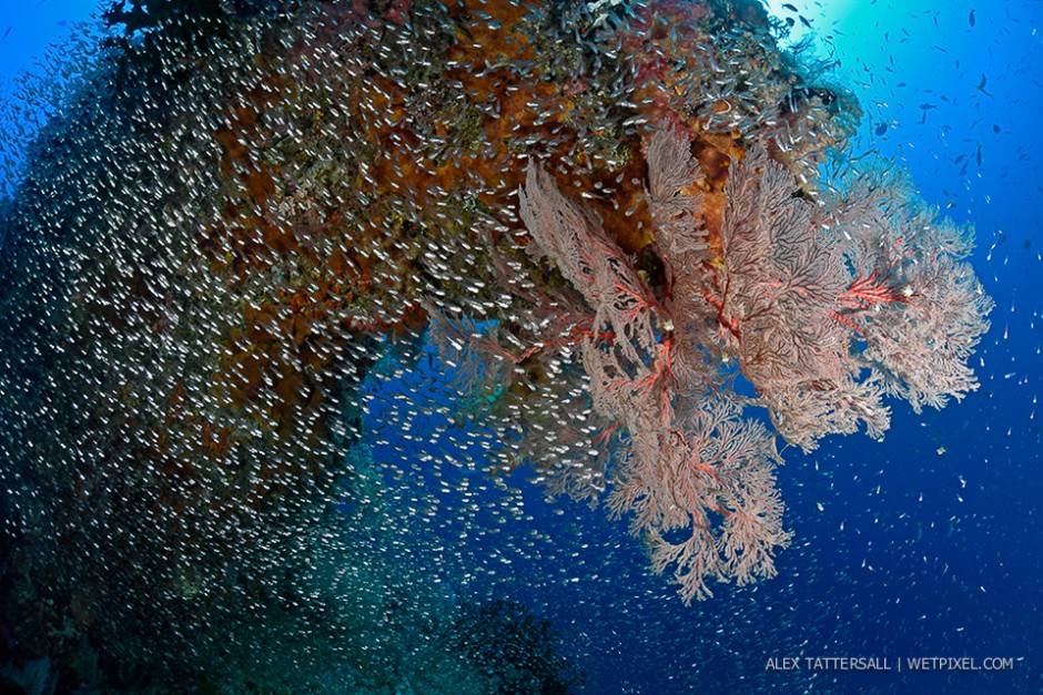 Four Kings divesite, Misool. Rich and vibrant reefs. Nauticam NA-D750, Sigma 15mm, 140mm minidome.
