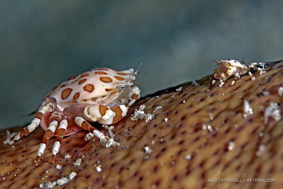 "One day son, this cucumber’s anus will be all yours". Cucumber crabs (*Strichopus ocellatus*). Nauticam NA-D750, 105mm VR.