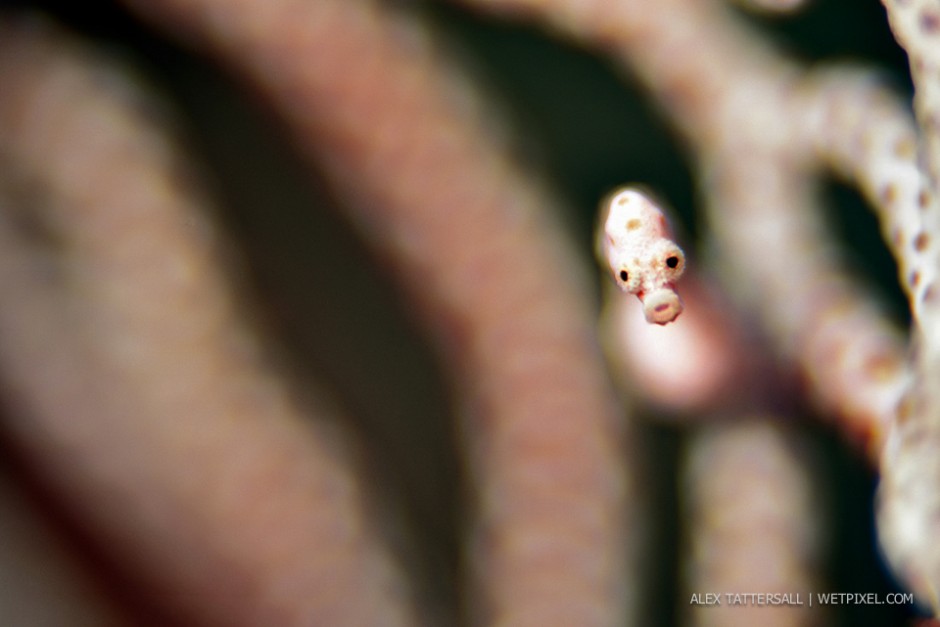 Series of three shots taken with the Meyer Gorlitz Trioplan lens for a bit of bokeh variety. Lens set to F2.8 on the Nikon D750. Pygmy seahorse denise (*Hippocampus Denise*).