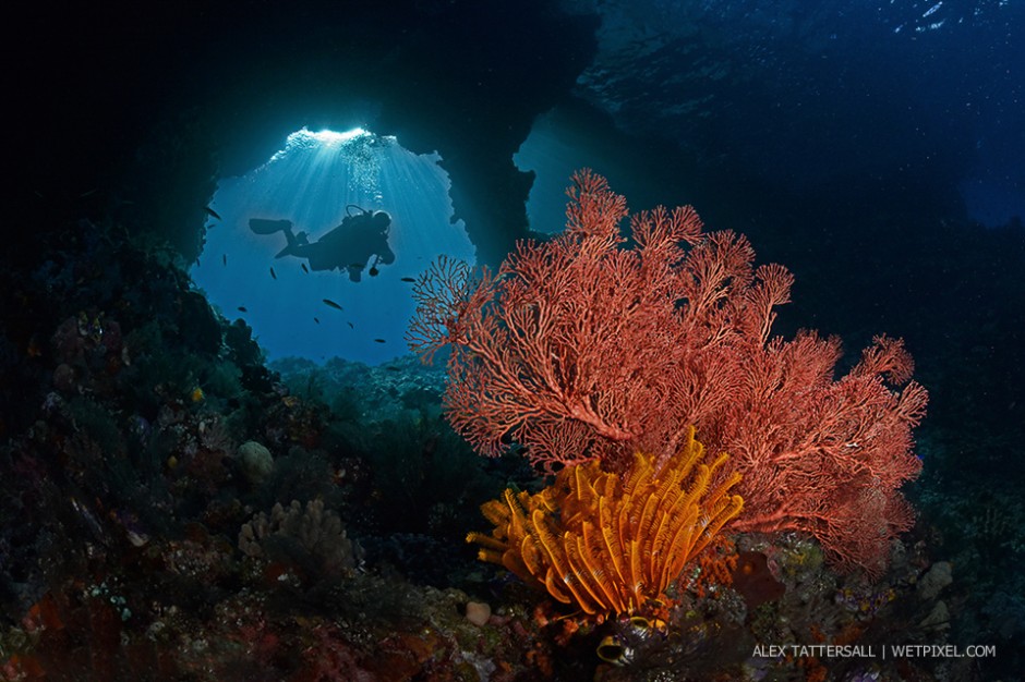 Boo windows from a more traditional angle, Nauticam NA-D750, Sigma 15mm.