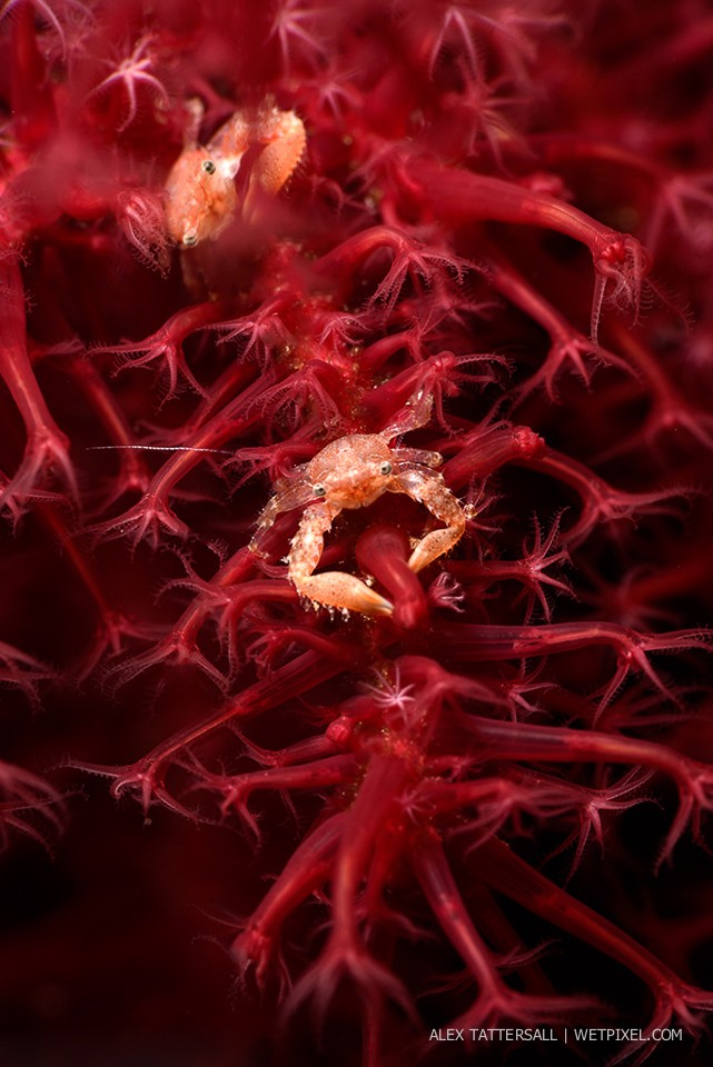 Seapen Porcelain Crabs (*Porcellanidae*) on a night dive in the Misool Area, Nikon D750, 105mm VR macro