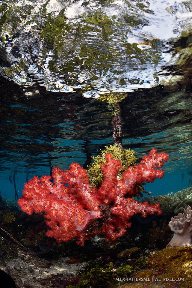 Shallow water mangroves at Citrus Ridge, soft corals growing on the mangrove roots. Nauticam NA-D750, Sigma 15mm, Zen 200mm domeport.