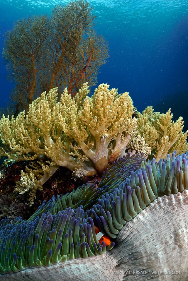 Two tree rock, testing the 140mm minidome with the Kenko 1.4x teleconvertor on the Nauticam NA-D750 for CFWA corner sharpness (F11).