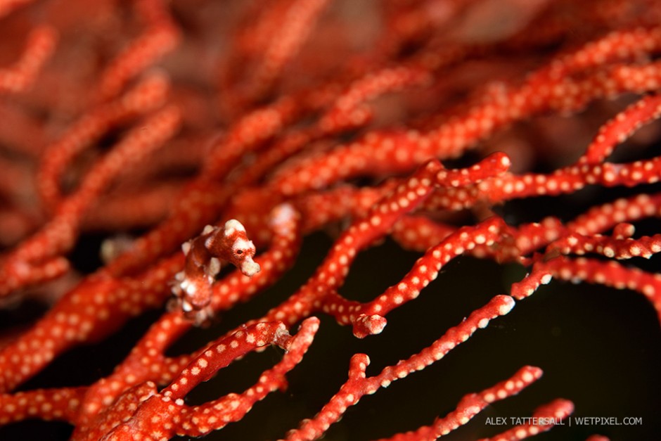 Misool pygmy seahorse (*Hippocampus Denise*) in its beautiful deep red variety characteristic of the Misool region. Nauticam NA-D750 with 105mm VR macro.