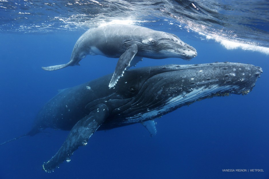 Vanessa Mignon: Humpbacks of Tonga.